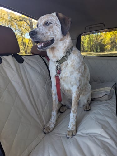 Customer photo review of Rear Seat Cover for Fold Down Seats - No Hammock - XL