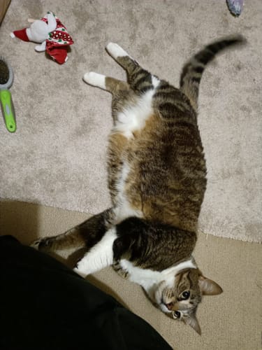 Customer photo review of Cat Hair Removal Massaging Shell Comb