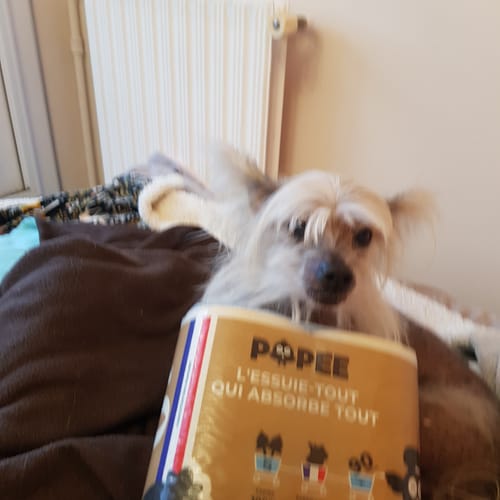 Avis photo d'un client sur ESSUIE-TOUT - Ultra-absorbant
