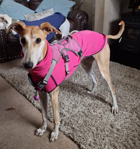 Customer photo review of Fleece Sighthound Base-Layer Coat with Underbelly and Snood
