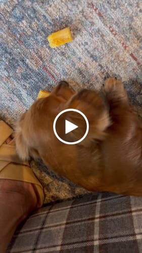 Customer video review of 4-Stick Yak Chew Pack – Mint, Banana, Strawberry & Pumpkin