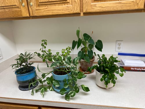 Customer photo review of Plant Food