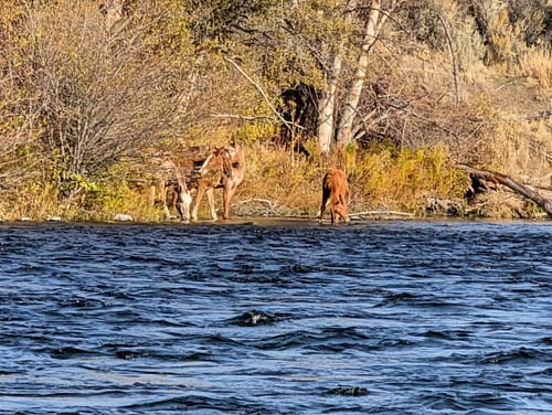 Customer photo review of Lower Deschutes River | Guided Float Trip - Full Day