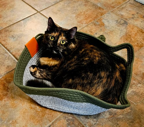 Customer photo review of Instinct Basket | Handwoven & Chemical-Free Cat Territory