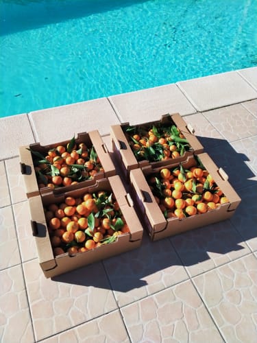 Maryvonne L. review of Clémentines Bio - Origine Corse image 1 out of 1