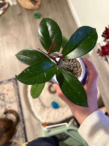 Alexandra R. review of Plant Food image 1 out of 2