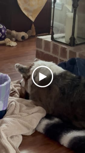 Customer video review of Smoked Beef Marrow Bone