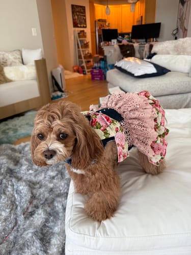 Customer photo review of LovePackPuppy Dress