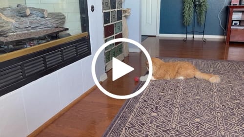 Lynda R. review of SPEEDY TAIL 2.0 image 1 out of 1