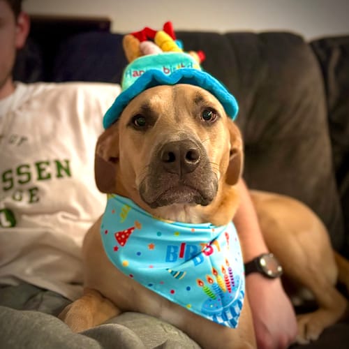 Customer photo review of Gift Bundle: 2 Large Yak Chews and a 6" Hickory Smoked Bully Stick