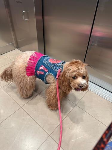 Customer photo review of Dolly Harness