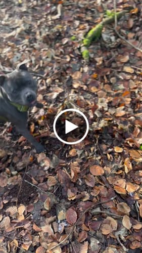 Customer video review of Air Harness | Anti-Pull & With Handle - Olive Green