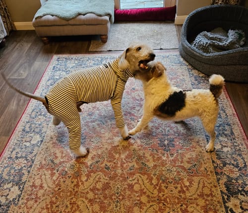 Customer photo review of Elegant Whippet Pajamas