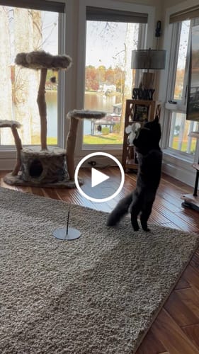 Customer video review of Interactive Bird Simulation Cat Toy Set