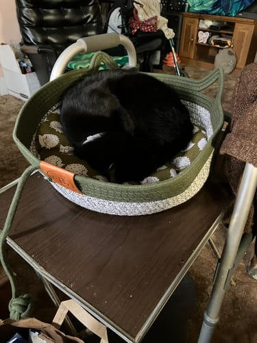 Customer photo review of Instinct Basket | Handwoven & Chemical-Free Cat Territory (Small is out of stock so we're price matching the Large Instinct Basket)
