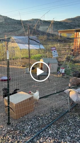 Customer video review of Nesting Herbs - Natural Support for Clean Coops & Healthy Hens