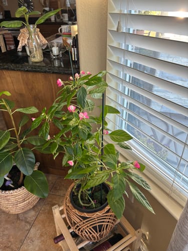 Kimberly M. review of Plant Food image 1 out of 2