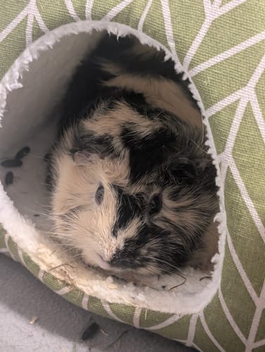 Customer photo review of 🏡 Kuppelhaus „Grün‑Grau“ – Gemütliches Versteck für deine Meerschweinchen