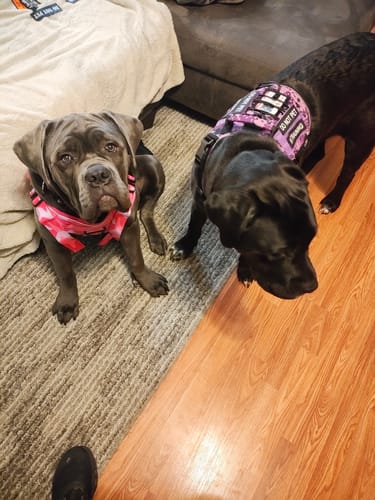 Customer photo review of NEW Upgraded Tactical No-Pull Team K9™ Dog Harness with 4 Quick-Release Metal Buckles, Reinforced Front & Back D-Rings, Hook & Loop Panels, Adjustable Straps, Reflective Strips, & Top Handle