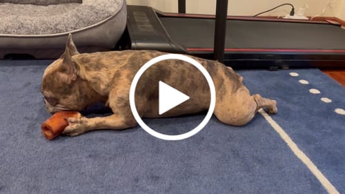 Customer video review of Smoked Beef Marrow Bone