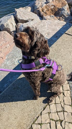 Carlos V. review of Training Anti Pull TRI-Harness® | M-XL Breeds - Purple image 1 out of 2