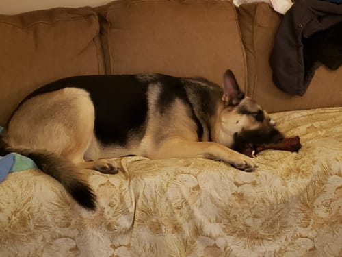 Customer photo review of Large Dog Black Friday Bundle (Your 12oz Jerky+2 Large Bones+12" Hick. Bully)