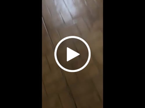 Customer video review of Interactive Motion-Activated Mouse Cat Toy