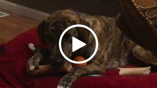 Customer video review of Smoked Beef Marrow Bone