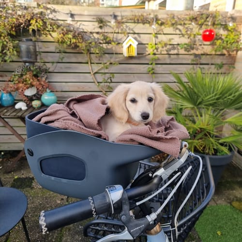 Customer photo review of Kvisp Dog Bike Carrier
