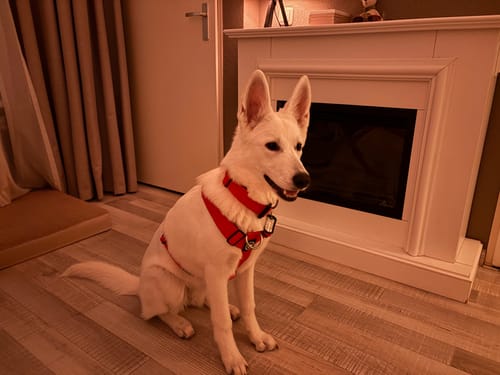 Customer photo review of Training Anti Pull TRI-Harness® | M-XL Breeds - Red