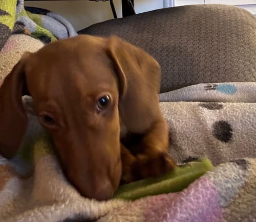 Customer photo review of Mint Yak Chews