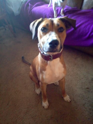 Customer photo review of Hand Made Leather Dog Collar - Classic Brown and Chrome (Wide Fit)