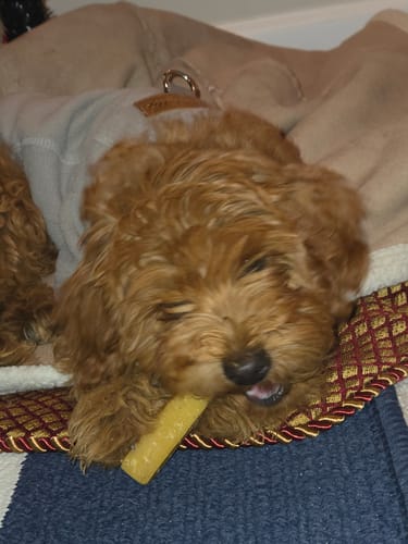 Customer photo review of Long-Lasting Yak Chews — 6 Flavor Pack