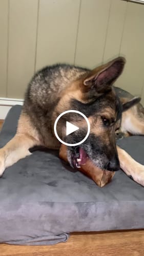 Customer video review of Smoked Beef Marrow Bone