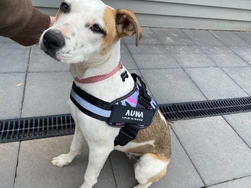 Customer photo review of No Pull Dog Harness Australia-60% Off Today
