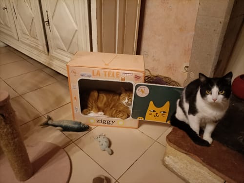 Avis photo d'un client sur Friandises Chat Happy - Saumon & Coco