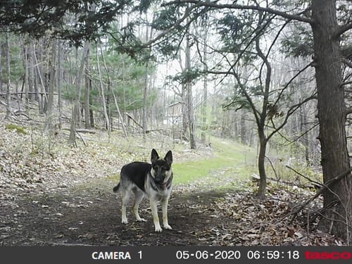 Customer photo review of 2x Blisso Advanced Dog Probiotic (Buy 1 Get 1 Free)