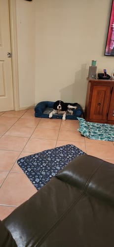 Customer photo review of Pet Sofa Bed