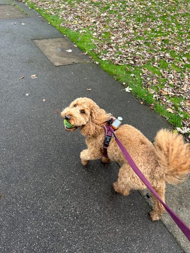 Customer photo review of Fabric Dog Lead 5ft - Mulberry Tweed
