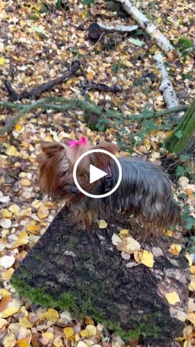 Customer video review of Trail & Glow® Dog Harness Bundle Set - Mulberry Tweed