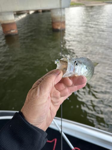 Customer photo review of Grand Slam Green