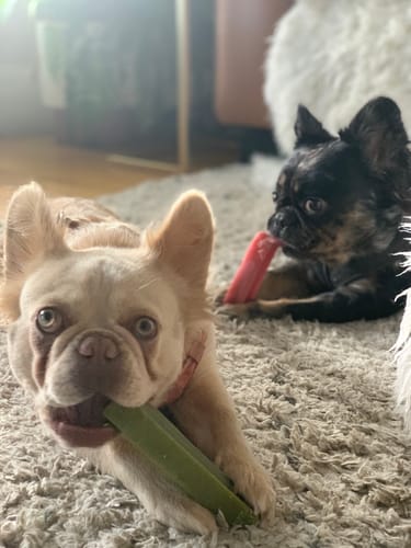 Customer photo review of Long-Lasting Yak Chews — 6 Flavor Pack