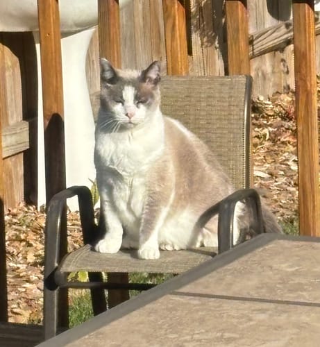 Customer photo review of 8x Blisso Advanced Cat Probiotic | Cat Probiotic for Diarrhea & Kidney Support