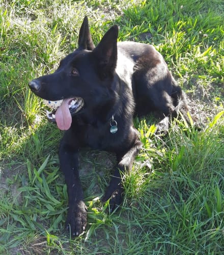 Customer photo review of NATURAL GREATNESS "MonoMix 4Dogs"