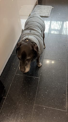 Customer photo review of Puffa - Padded/Quilted Dog coat with Underbelly Protection