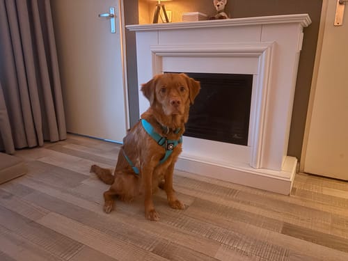 Customer photo review of Training Anti Pull TRI-Harness® | M-XL Breeds - Turquoise