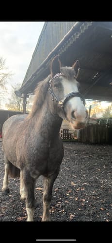 Customer photo review of Viva browband