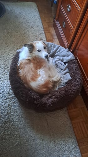 Customer photo review of Puppery Hundebett Wolke 7 - Das Original