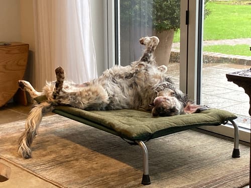 Customer photo review of HiK9 Bed with Green Mesh Cover