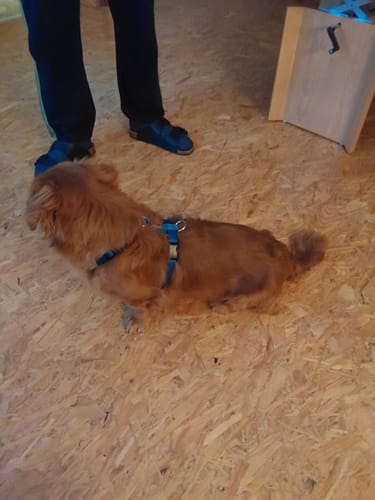 Customer photo review of Comfort Hundegeschirr